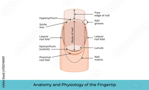 Anatomy and Physiology of the Fingertip-05 photo