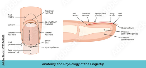 Anatomy and Physiology of the Fingertip-04 photo
