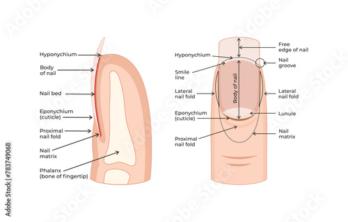 Anatomy and Physiology of the Fingertip-03 photo