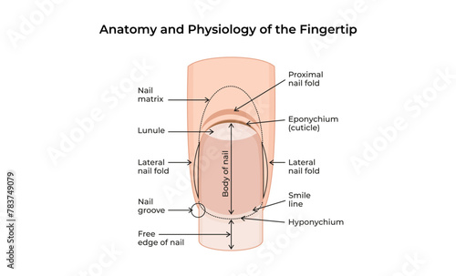 Anatomy and Physiology of the Fingertip-02
 photo