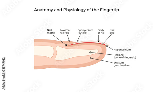 Anatomy and Physiology of the Fingertip-01 photo
