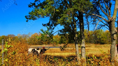 longhorns in field