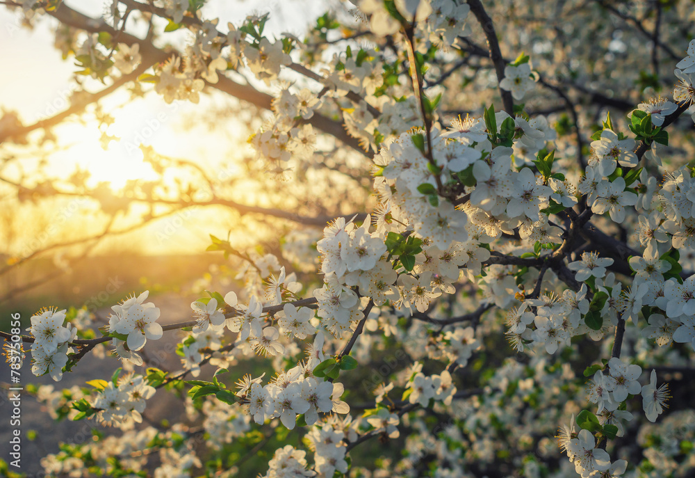 Fototapeta premium Nature scene blooming white cherry tree in spring. Sakura blooming. Light of evening sun, sunset
