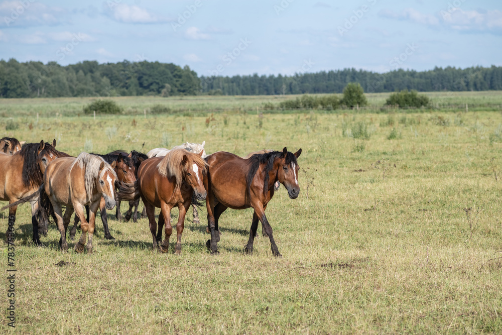 Thoroughbred horses graze on a summer field. Thoroughbred horses graze on a summer field.