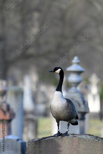 A Canada Goose standing on top of a tombstone in a cemetery © Carol Hamilton