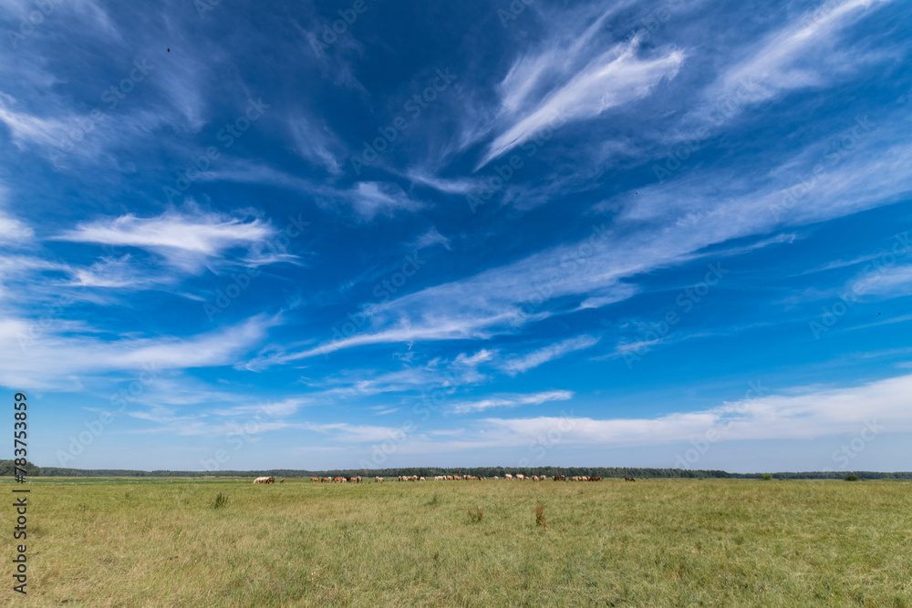 Thoroughbred horses graze on a summer field. Thoroughbred horses graze on a summer field.