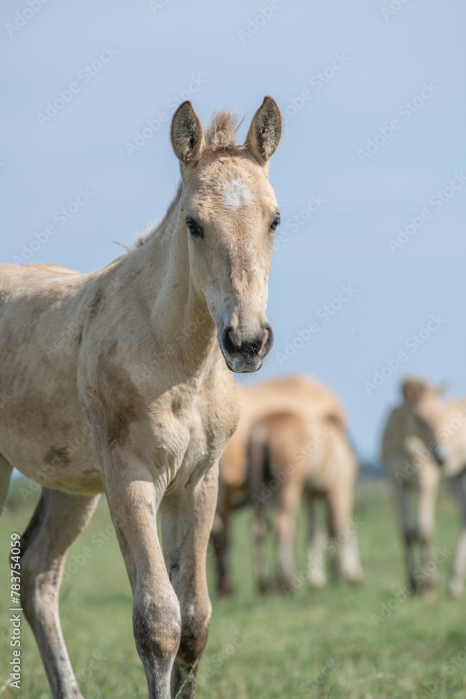 Thoroughbred horses graze on a summer field.