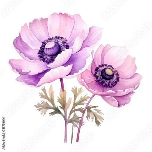 A watercolor painting of two pink and purple anemone flowers.