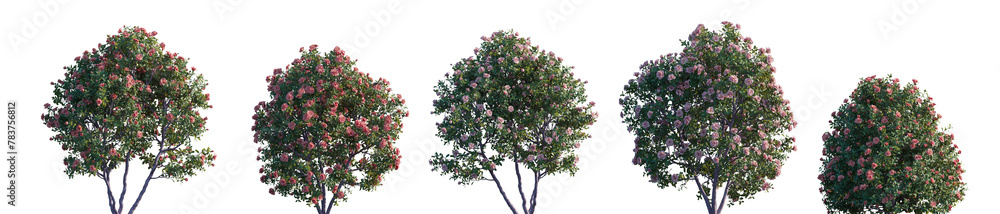 Camellia japonica (common, Japanese camellia) flowering bush blooming shrub and trees frontal set isolated png on a transparent background perfectly cutout