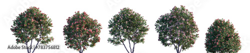 Camellia japonica (common, Japanese camellia) flowering bush blooming shrub and trees frontal set isolated png on a transparent background perfectly cutout photo