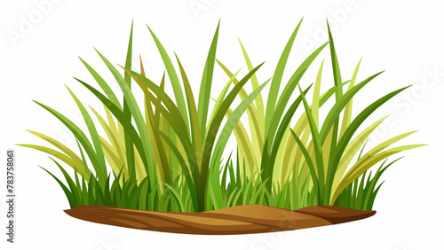 fescue-grass--illustration-on-white-background