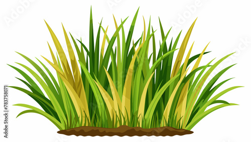 fescue-grass--illustration-on-white-background