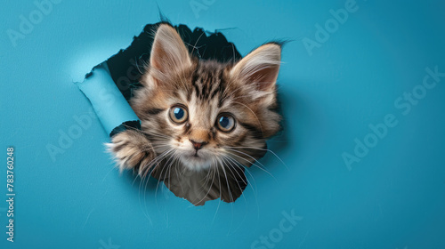 Adorable fluffy Kitten ragdoll cat peeking out through torn hole on blue paper background created with Generative AI Technology