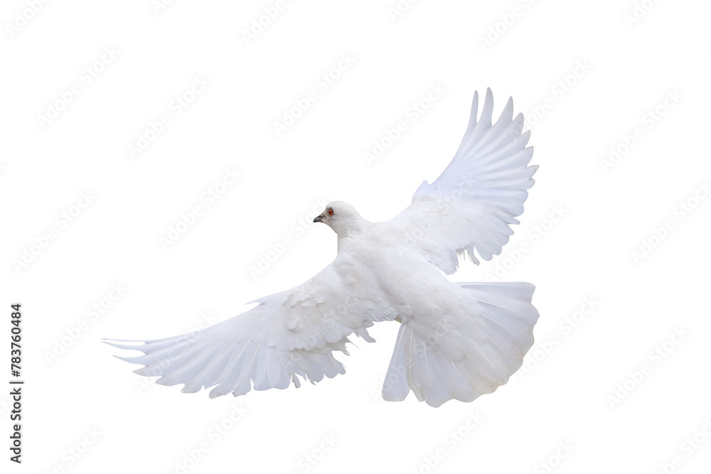 Beautiful flying White dove isolated on transparent background png file Beautiful flying White dove isolated on transparent background png file