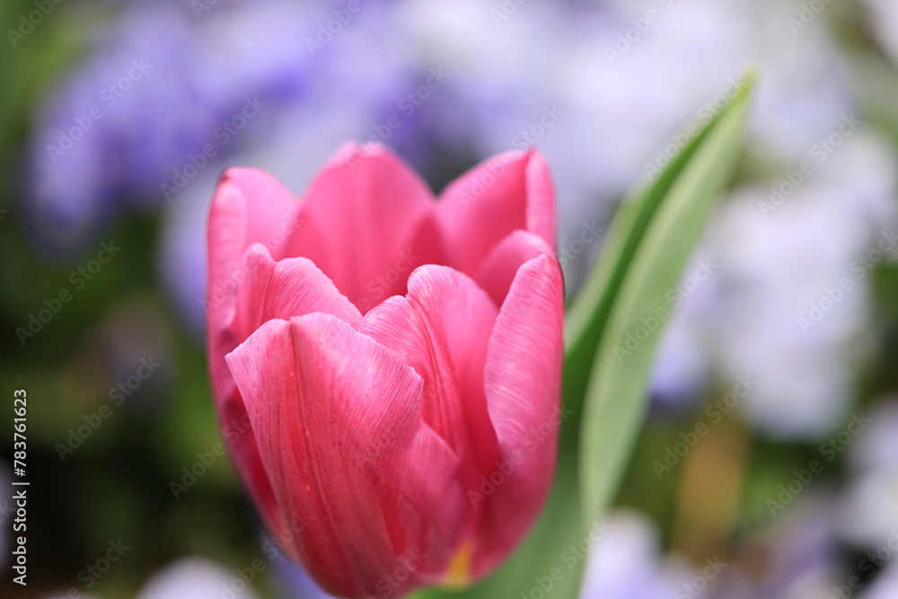 Fototapeta premium 花