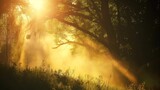 Yellow sun rays in dark foggy forest during sunset