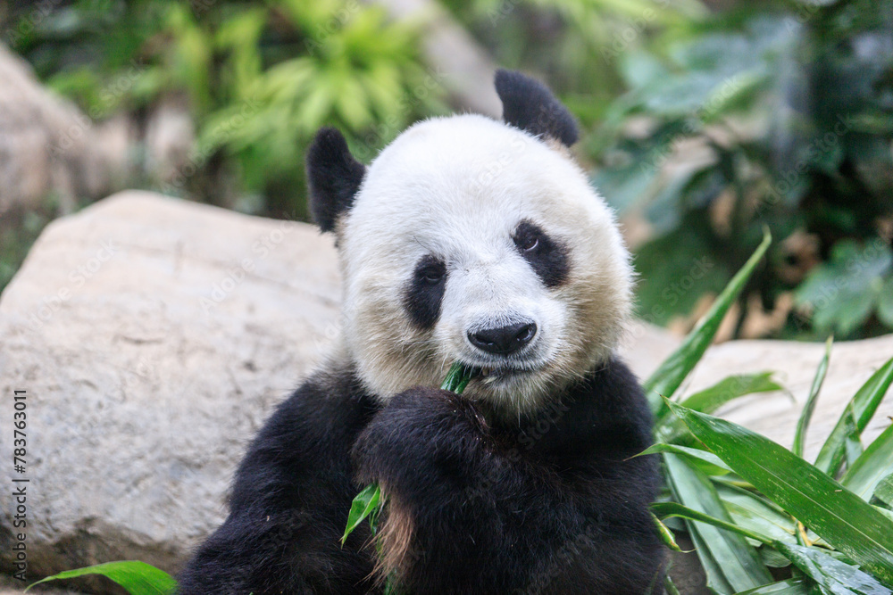 Obraz premium Giant Panda Leisurely Munching Bamboo Shoots