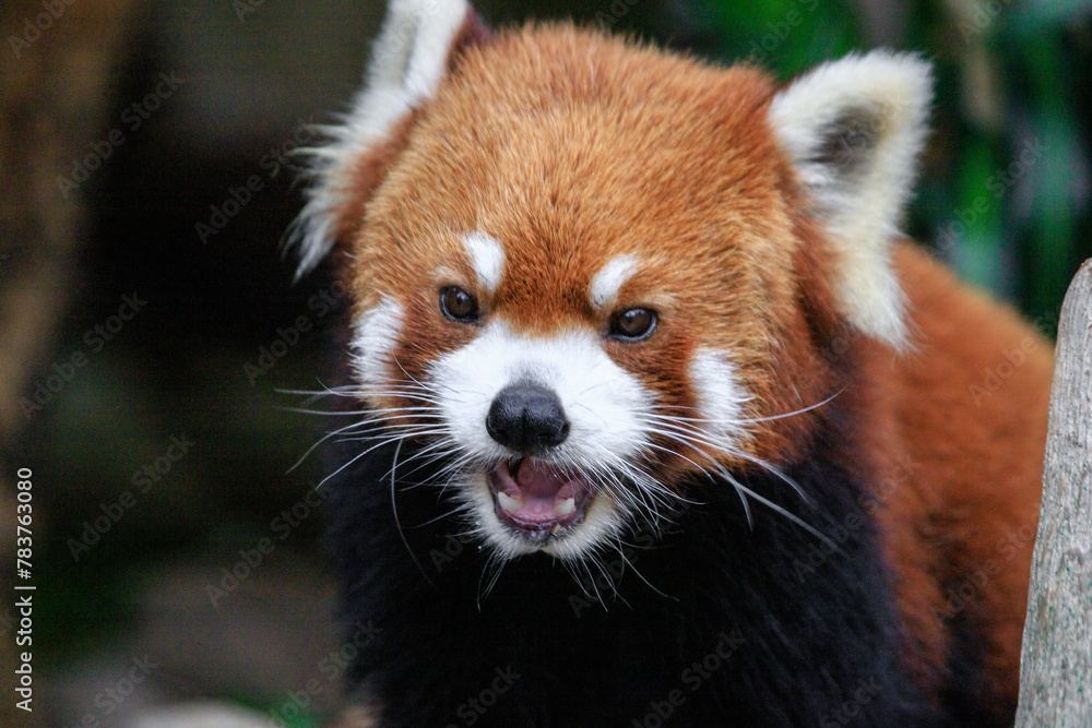 Fototapeta premium Curious Red Panda Peeking Through Greenery
