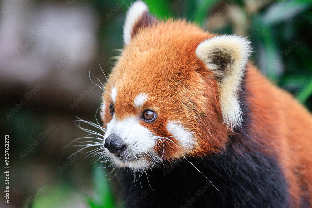 Fototapeta premium Curious Red Panda Peeking Through Greenery