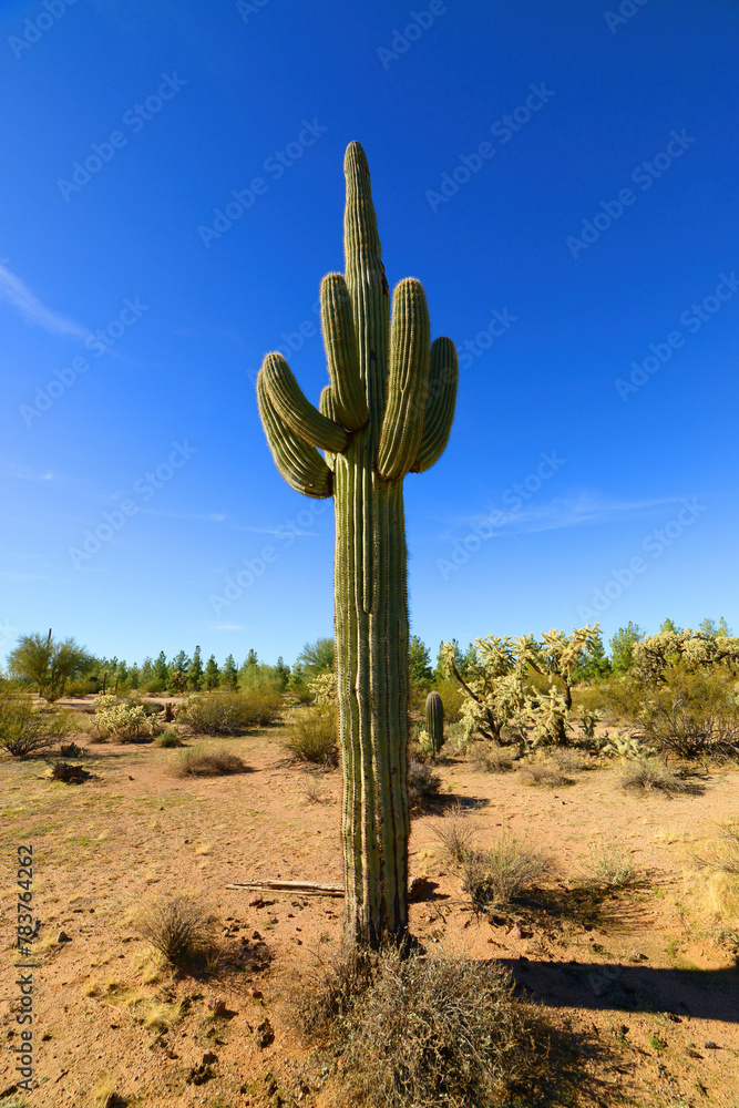 Old Saguaro Cactus Sonora desert Arizona Old Saguaro Cactus Sonora desert Arizona
