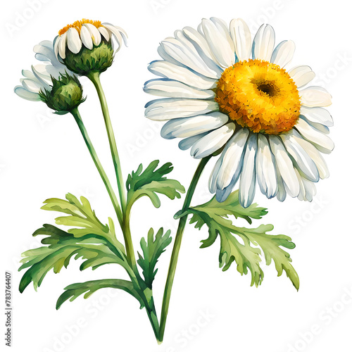 Chamomile flower watercolor painting.