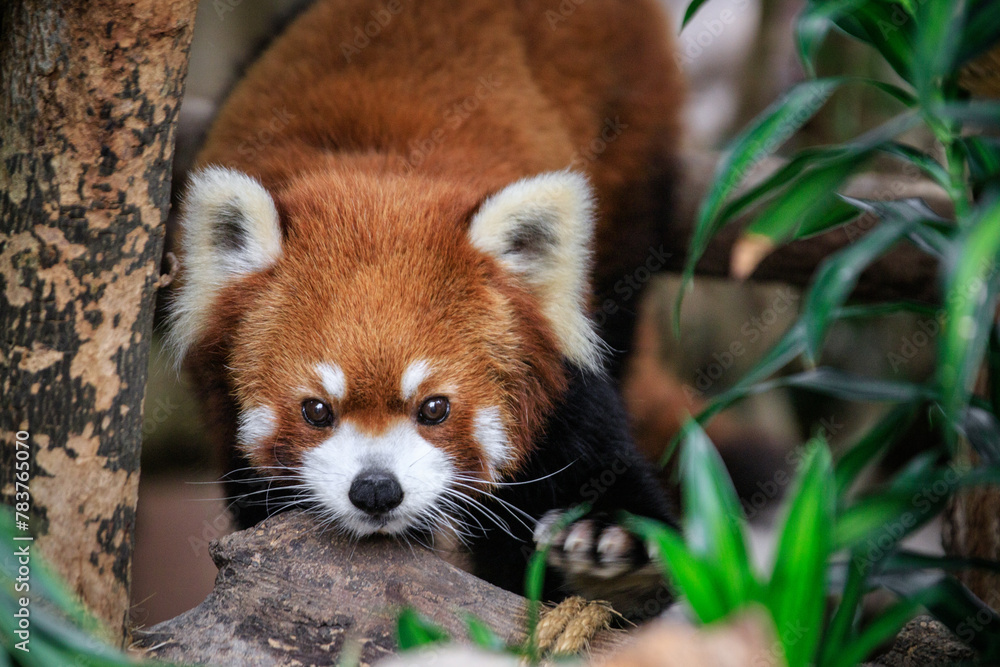 Fototapeta premium Curious Red Panda Peeking Through Greenery
