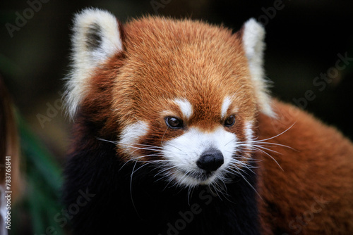Curious Gaze of a Red Panda in Lush Greenery