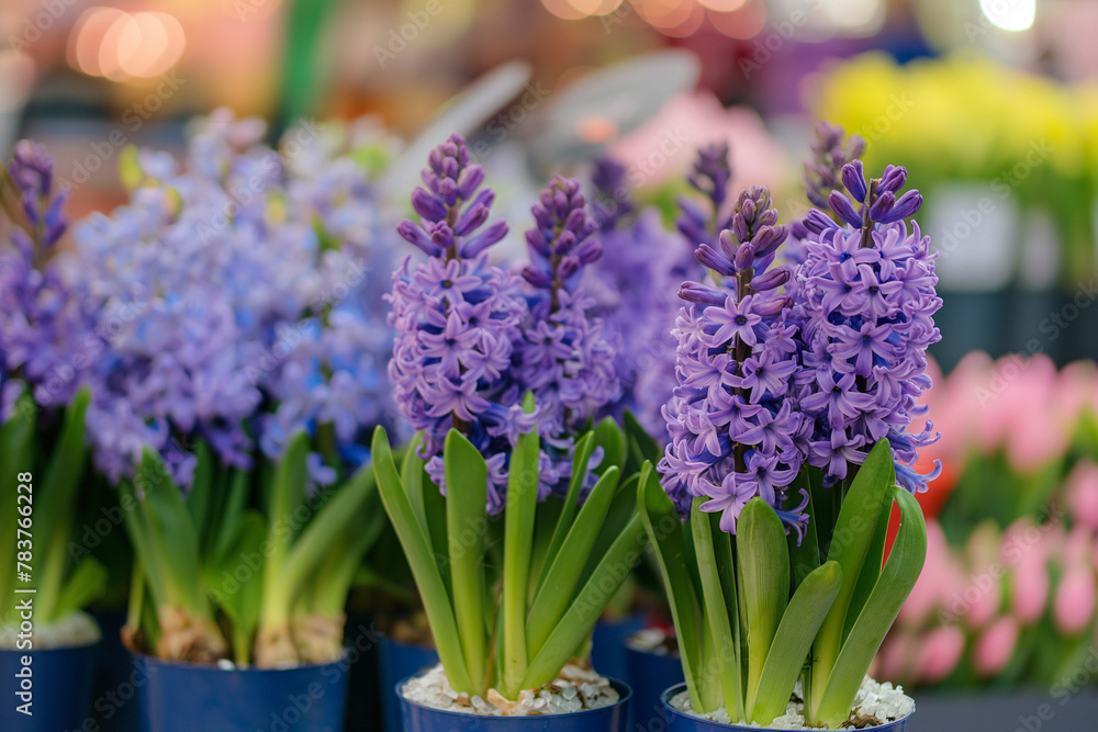 Fototapeta premium Purple hyacinths in pots for spring flowers on the table. Closeup of hyacinth flower plants in small plastic pots, ready to plant or gifts for holiday for family and friends at home garden background