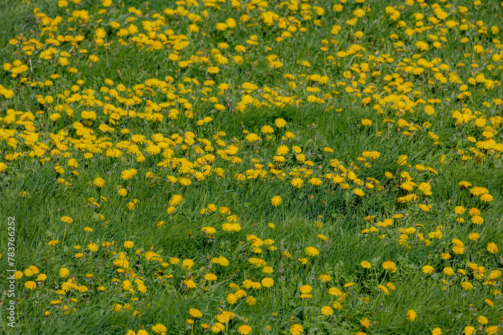 Obraz premium Selective focus of yellow flowers dandelion full on green grass filed in spring, Taraxacum is a large genus of flowering plants in the family Asteraceae commonly known as dandelions, Nature background