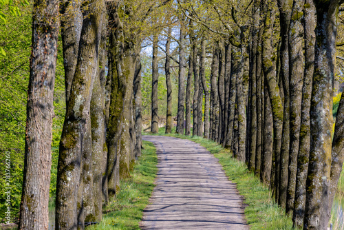 Small street with new young leaves on the tree trunks and green grass, Spring landscape view with a row of trees along both side of the road in Dutch countryside, The province of Utrecht, Netherlands.