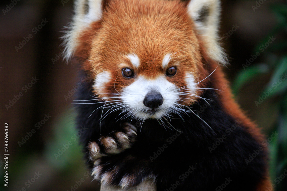 Whiskered Red Panda Amidst Verdant Foliage Whiskered Red Panda Amidst Verdant Foliage