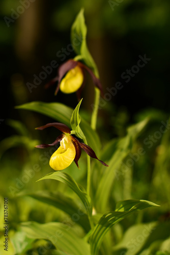 Wild lady's-slipper orchid blooming in spring green forest