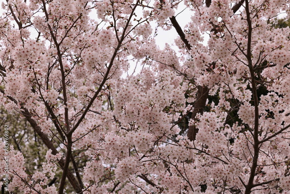桜 桜