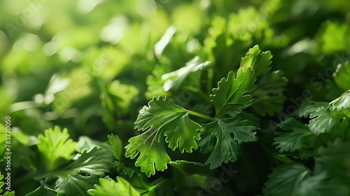 Lush green parsley leaves in close-up, vibrant and full of texture for a fresh background. photo