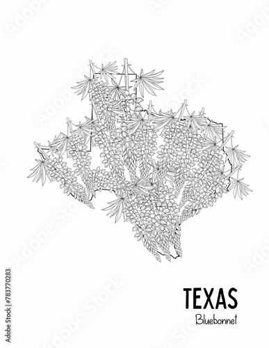 State Coloring Page, Texas coloring page, Flowers, State Flower, State, USA Coloring Page