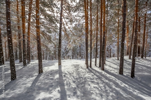 snow covered trees in the forest © Anatolii 