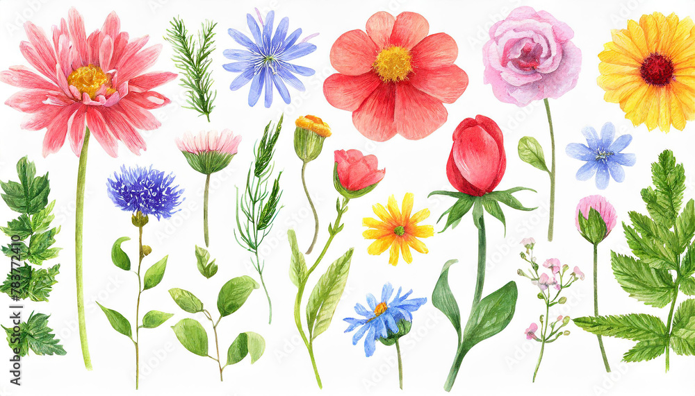Watercolor illustration, set of summer flowers isolated on white. Beautiful plants. Hand drawn art.