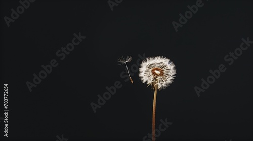 A close-up shot minimalist composition featuring a solitary dandelion standing tall against a stark black background  its seed suspended in the air
