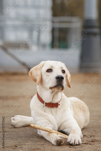 yellow lab puppy chewing stick outdoors
