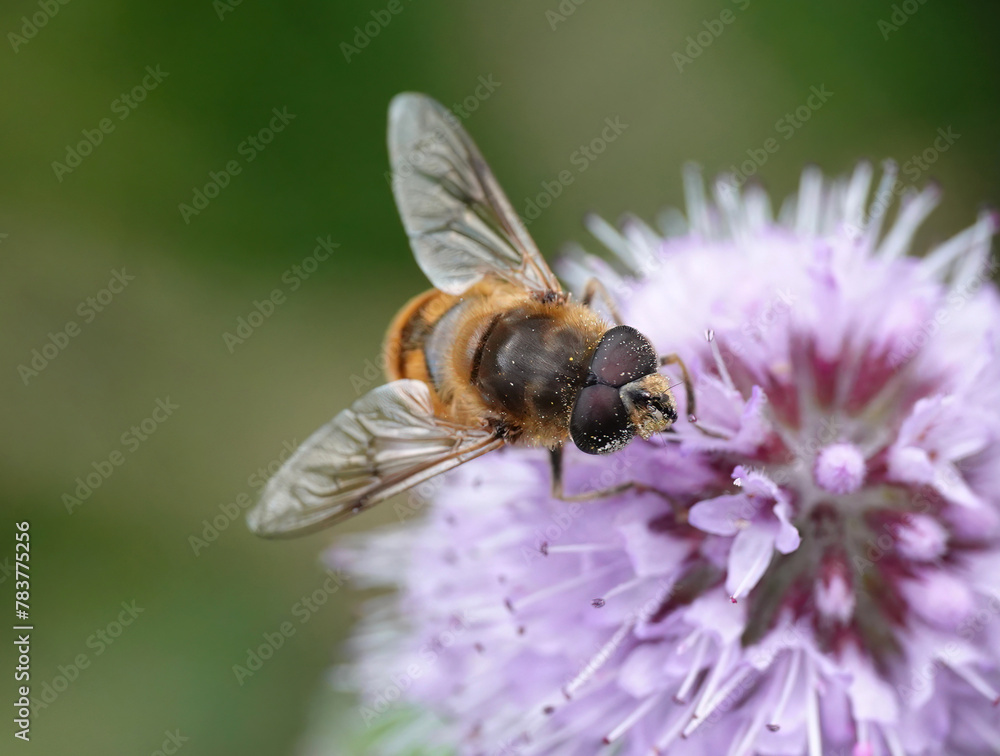A closeup of a drone fly, part of the hoverfly family, feeding on pollen in the wild. A closeup of a drone fly, part of the hoverfly family, feeding on pollen in the wild.