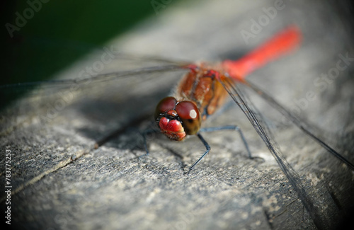 A ruddy darter dragonfly, sympetrum sanguineum, resting ion a wooden surface in the summer sunshine. 