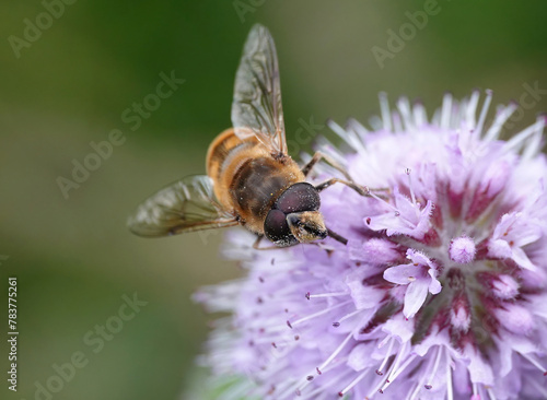 A closeup of a drone fly, eristalis tenax, feeding on pollen from a pink wildflower in a British nature reserve. 