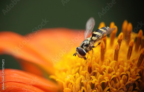 A closeup of a hoverfly feeding on a Mexican sunflower in a summer garden. 