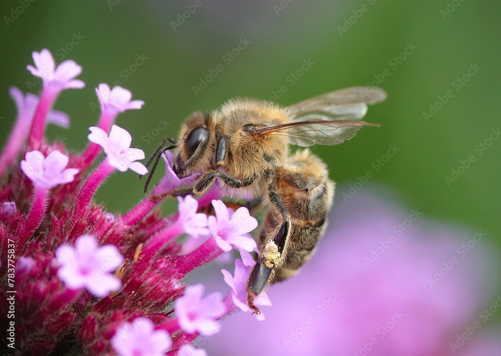 A closeup of a honey bee feeding on pink flowers in a garden. A closeup of a honey bee feeding on pink flowers in a garden.