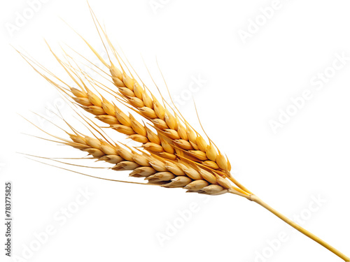 Wheat isolated on transparent background photo