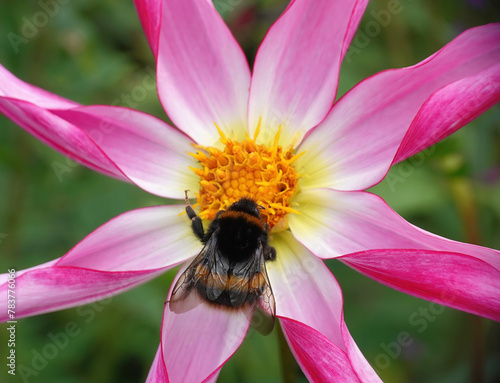 A bumblebee feeding on pollen from a pink and yellow coloured star shaped dahlia Honka Rose in a garden in summer. 