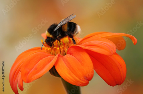 A bumblebee feeding on an orange and yellow coloured Mexican sunflower in summer. 