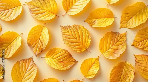 Autumn Yellow Elm Leaves on a Pale Background