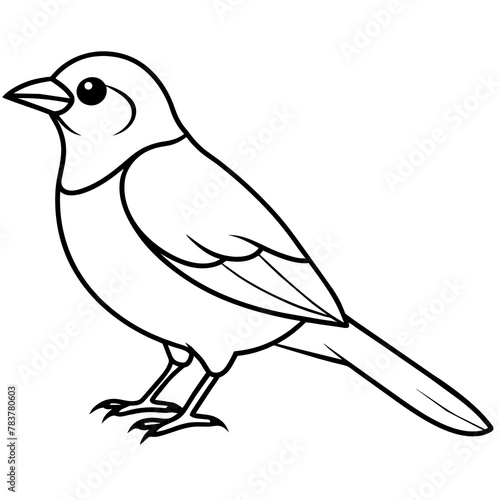  Bird vector illustration.