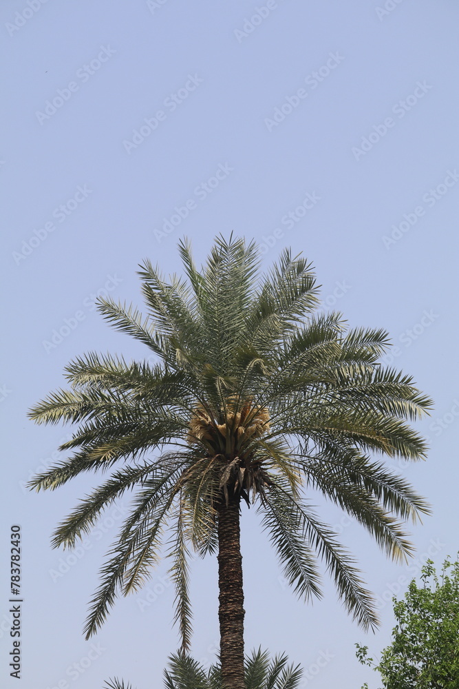 A tall date palm tree with large fronds and green leaves, standing alone against the clear blue sky in an oasis environment. A tall date palm tree with large fronds and green leaves, standing alone against the clear blue sky in an oasis environment.